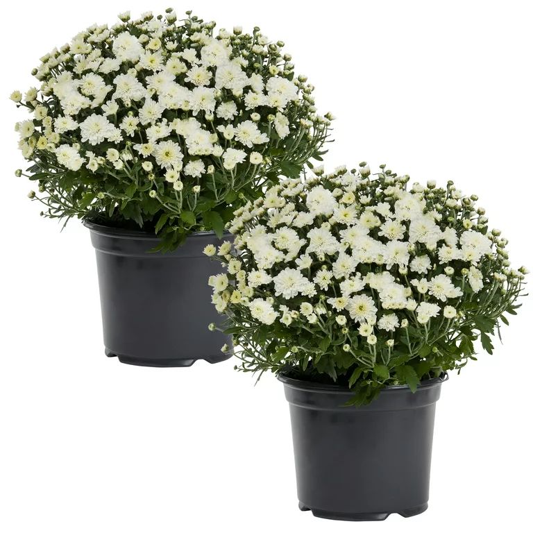 Expert Gardener 3QT White Mum Full Sun Live Plants (2-Pack) with Grower Pots | Walmart (US)