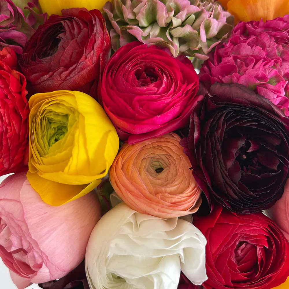 Ranunculus Flower Bouquet | Roses Delivery – Rosaholics | Rosaholics