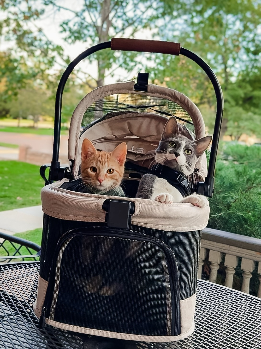 Bubba = brave adventurer 🦁
Luna = cautious observer 👀
Together = chaos coordinators. 💕
.
.
Carrier: beberoad T3 Pet Stroller
Bubba Harness: Whisker City Fish Foil Kitten Harness
Luna Harness: Whisker City Black Moon Kitten Harness
.
.
.
#CatsOfInstagram #KittensOfInstagram #AdventureCats #CatStroller #CatMomLife #CatsOnLeash #CatAdventures #FurBabiesOfInstagram #LifeWithCats #CutenessOverload

#LTKFamily #LTKPets #LTKTravel