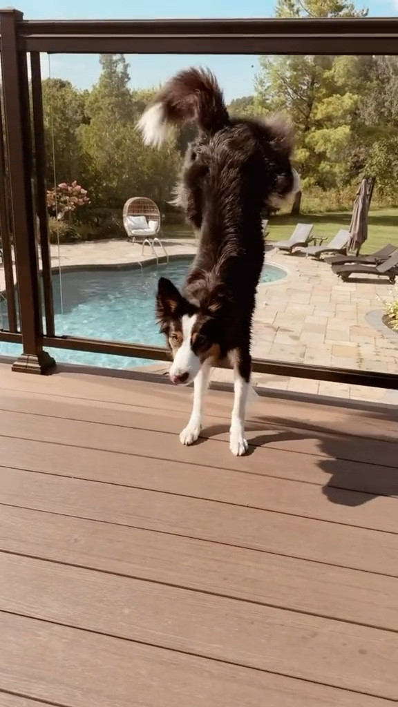 Amazon finds
Paw protectors 
Trending
Dog mom 
Ltk pets 

#LTKSaleAlert