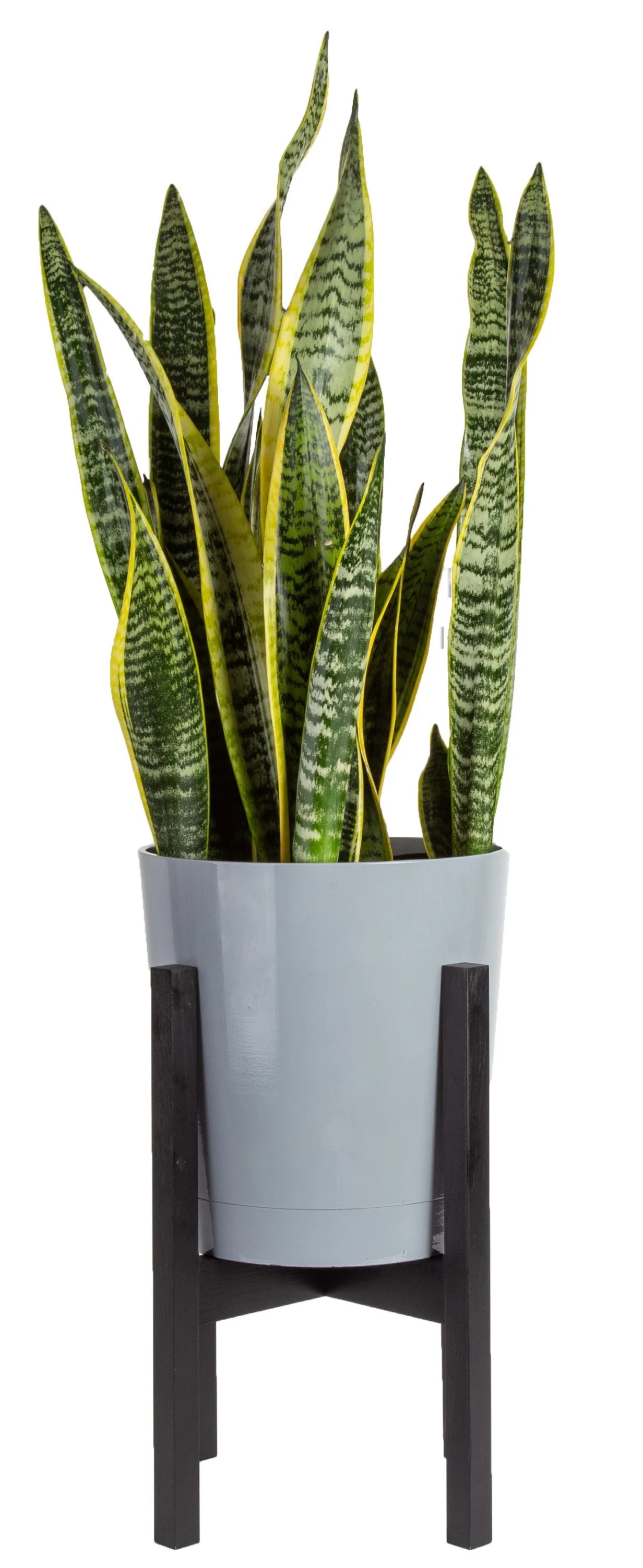 Costa Farms  Live Indoor 30in. Tall Green Snake Plant; Bright, Indirect Sunlight Plant in 10in. M... | Walmart (US)