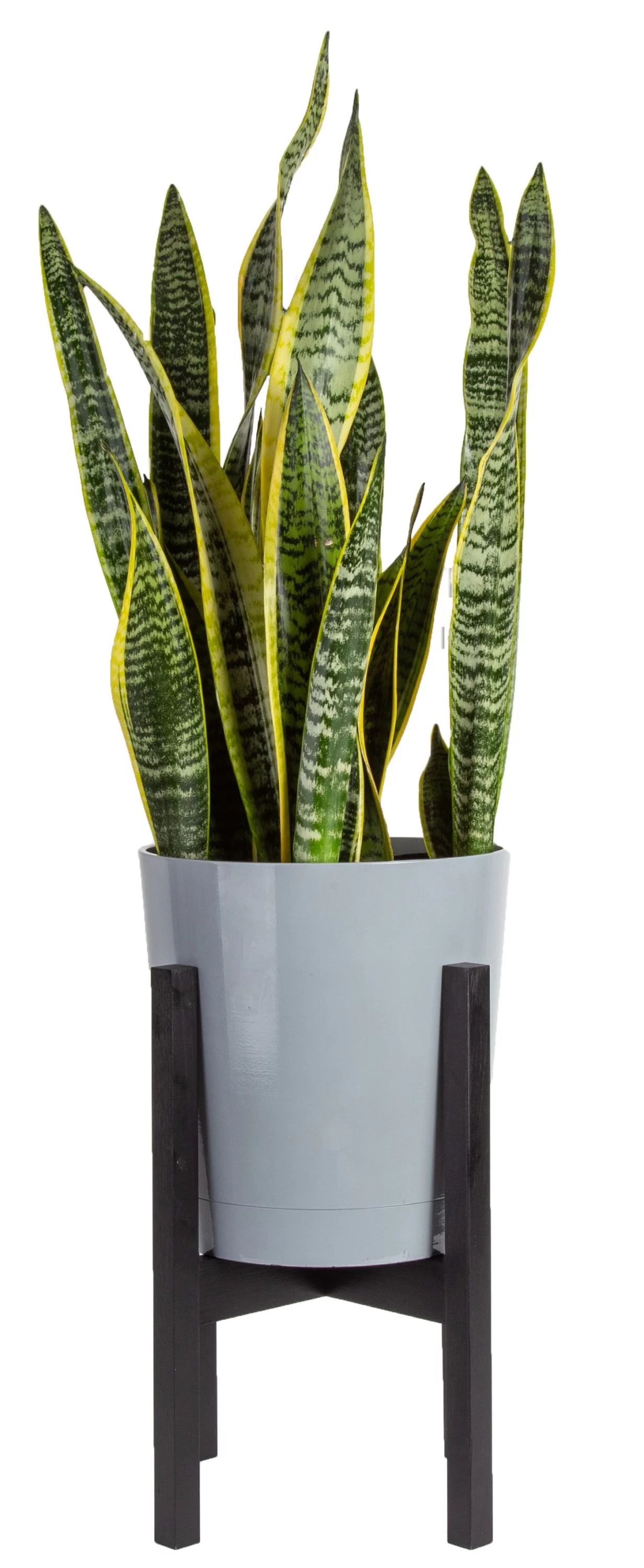 Costa Farms Live Indoor 30in. Tall Green Snake Plant; Bright, Indirect Sunlight Plant in 10in. Mi... | Walmart (US)