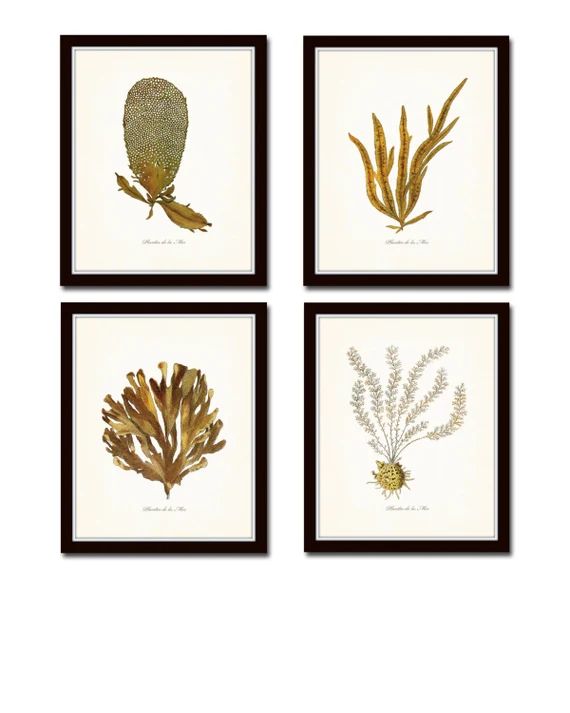 Plants of the Sea Print Set No.2, Seaweed Prints, Wall Art, Art Prints, Beach Cottage Decor, Naut... | Etsy (US)
