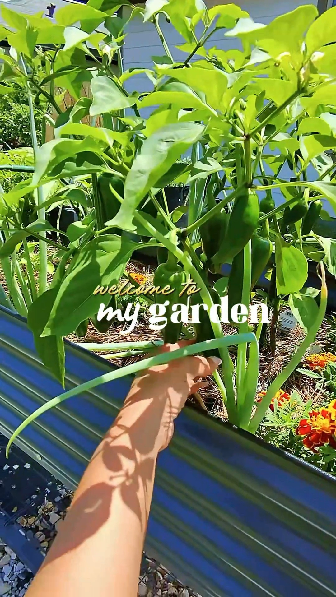 POV: Your garden finally starts acting right after learning what it actually needed 🌱🌶️🍅

My peppers are doing WAY better than last year and I swear FoxFarm Tiger Bloom understood the assignment 👏🏾 Once the flowers started coming in, I started feeding every couple of weeks and now the garden is thriving. Seeing actual veggies growing never gets old 😭💚

#GardenTok #VegetableGarden  #RaisedBedGarden #GardeningTips #FoxFarm #HomeGarden #BackyardGarden #GrowYourOwnFood #TexasGardener

#LTKSeasonal #LTKdayinmylife #LTKvlog
