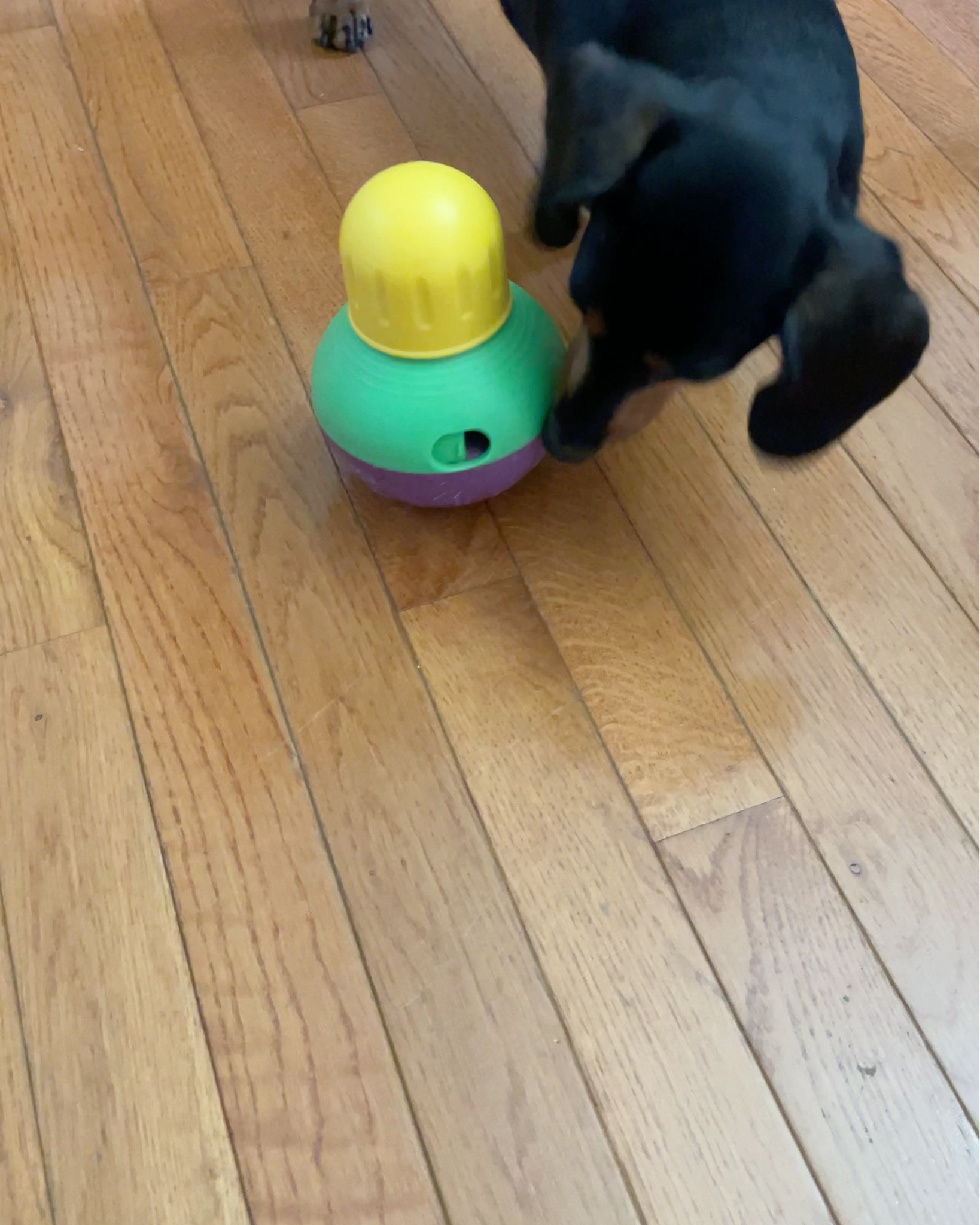 Your dog needs a Bob-a-Lot.  Dog Enrichment toy that keeps your pup busy and happy. #minidachshund

#LTKPets #LTKHome #LTKActive