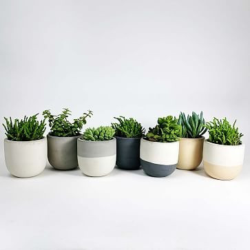 SETTLEWELL Concrete Bowl Planters | West Elm (US)