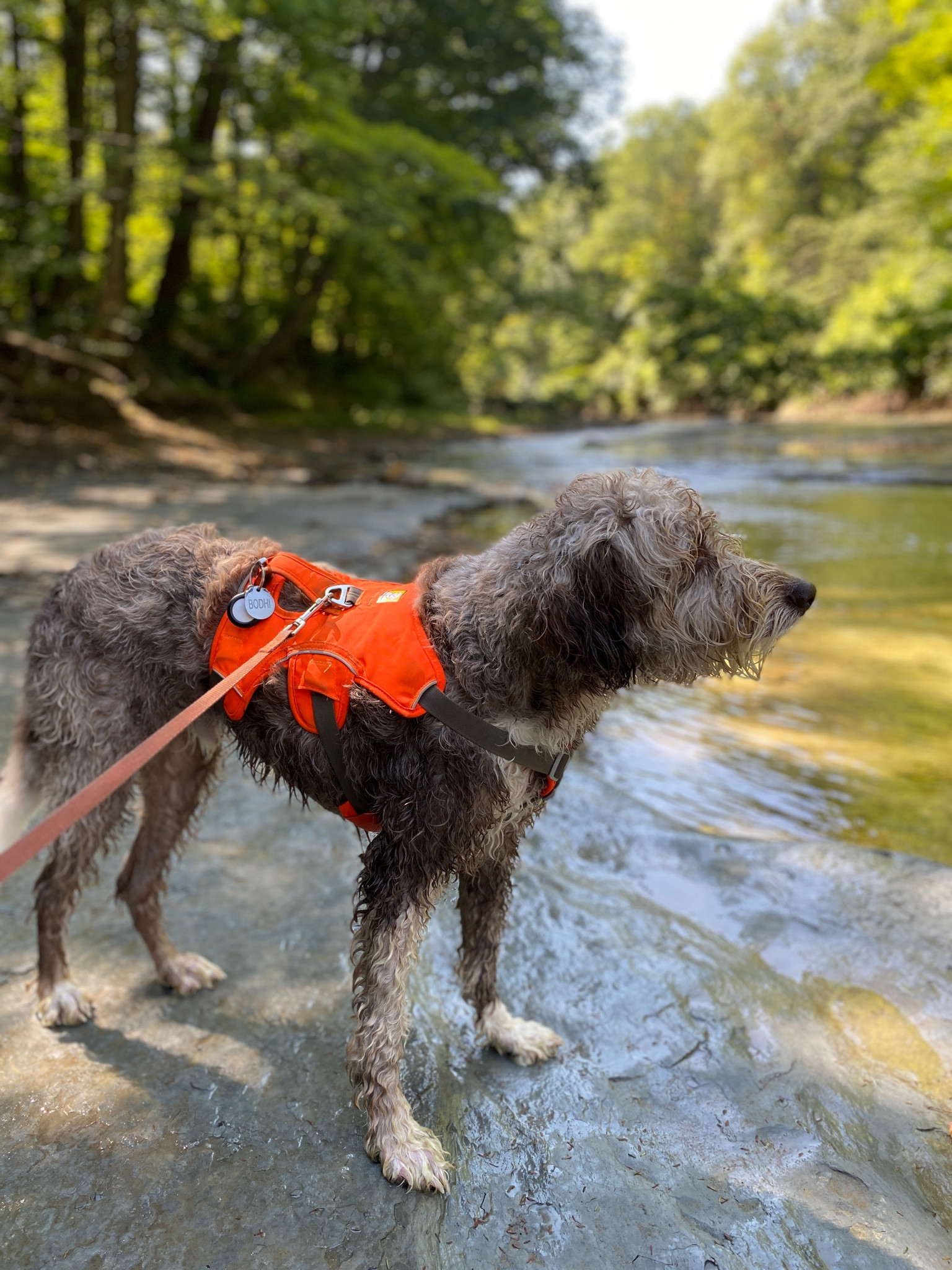 Best dog harness brand!

We have multiple for our aussiedoodle! He’s so comfortable in them and he walks really well with it on. 

Pets | dog gear | outdoor adventure dogs | hiking 