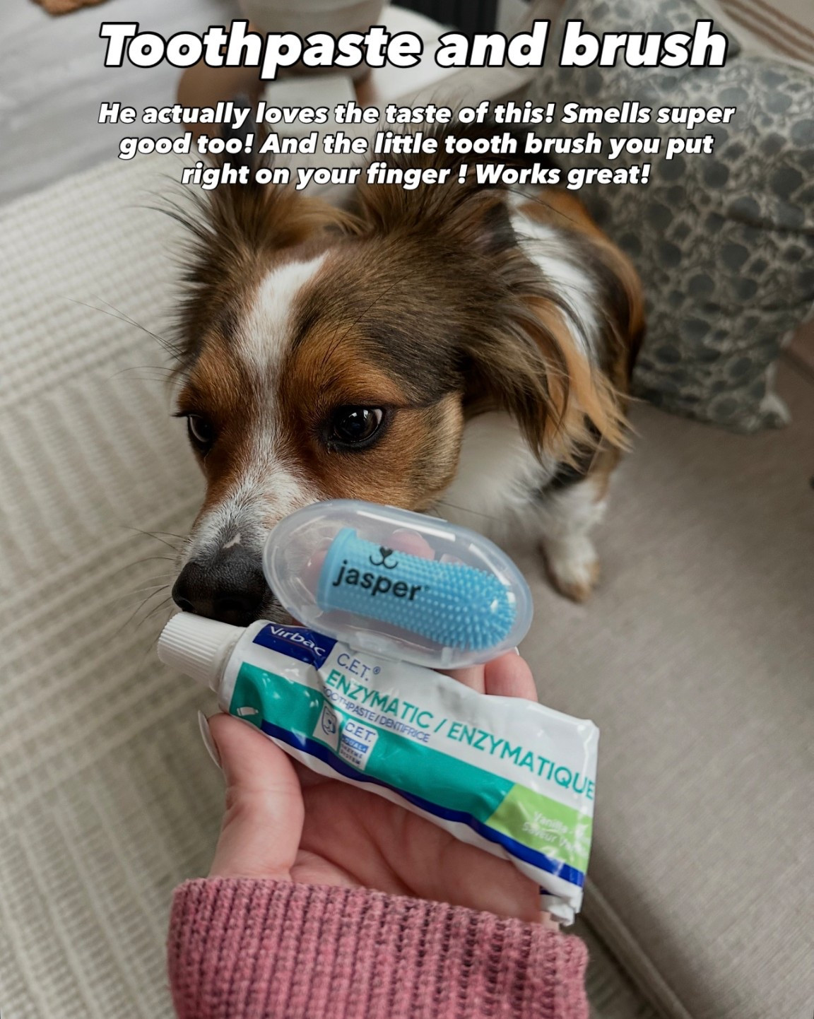 Tooth brush and tooth paste my dog actually loves 

#LTKPets