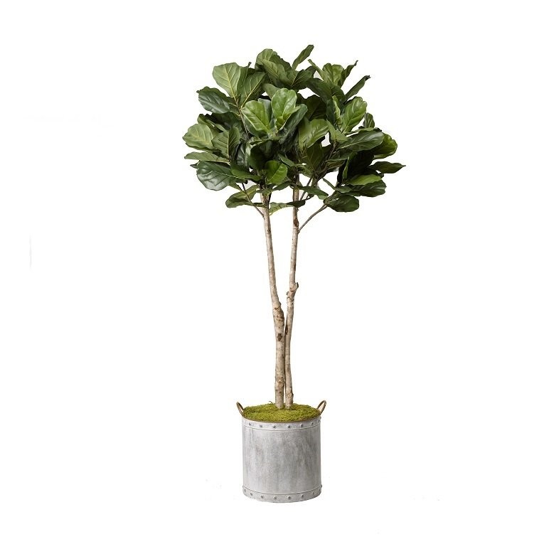 Fiddle Leaf Fig Tree Foliage Plant in Planter | Wayfair North America