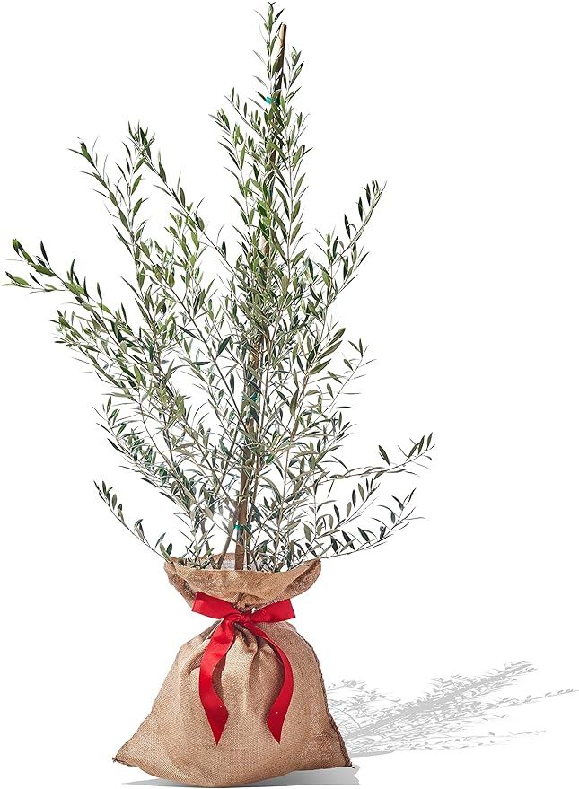 PlantOGram Live Frantoio Olive Container Plant Tree 2-3 Feet Tall for Indoor or Outdoor Gift | Amazon (US)