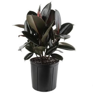 Costa Farms Burgundy Rubber Plant in 8.75 in. Pot 10BURG - The Home Depot | The Home Depot