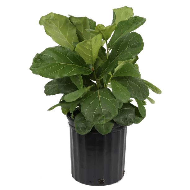 Costa Farms Live Indoor 2ft. Fiddle Leaf Fig, Grower Pot | Walmart (US)