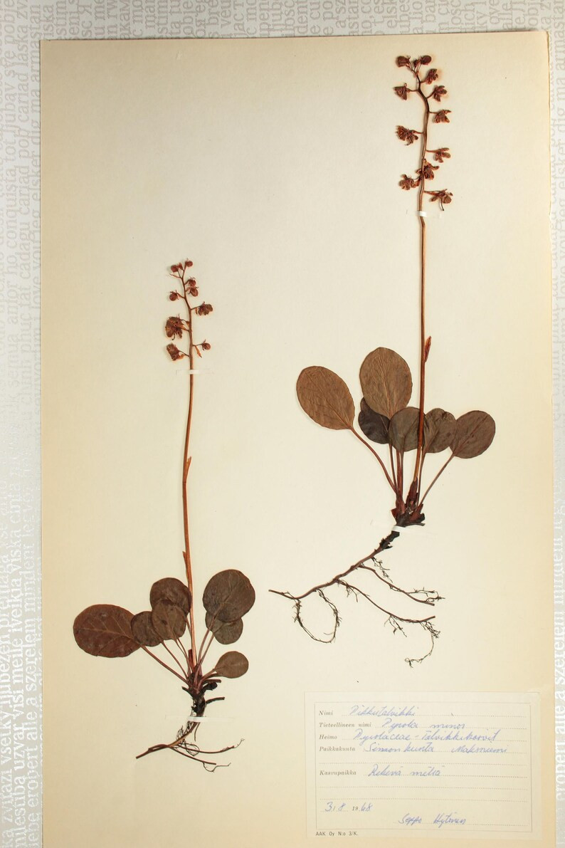 A Lot of Six (6) Gothic Dark Herbarium Pages of Finnish Flowering Plants, Vintage Botanical Speci... | Etsy (US)