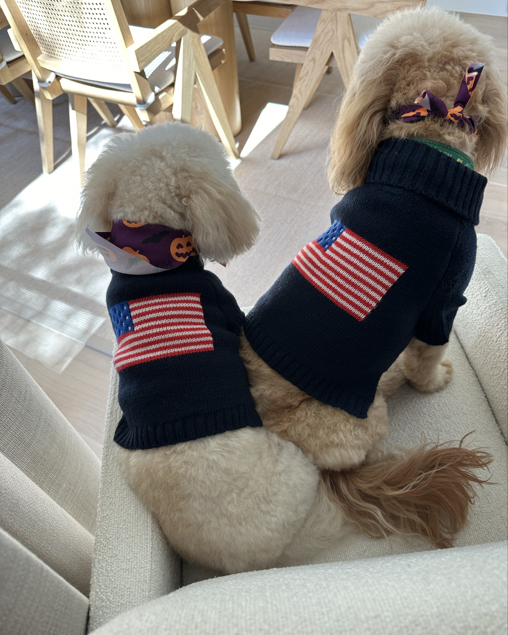 Sweater weather is here - for my dogs too!!! Mark and graham has such cute dog clothes! 

#LTKPets #LTKSeasonal #LTKFindsUnder100