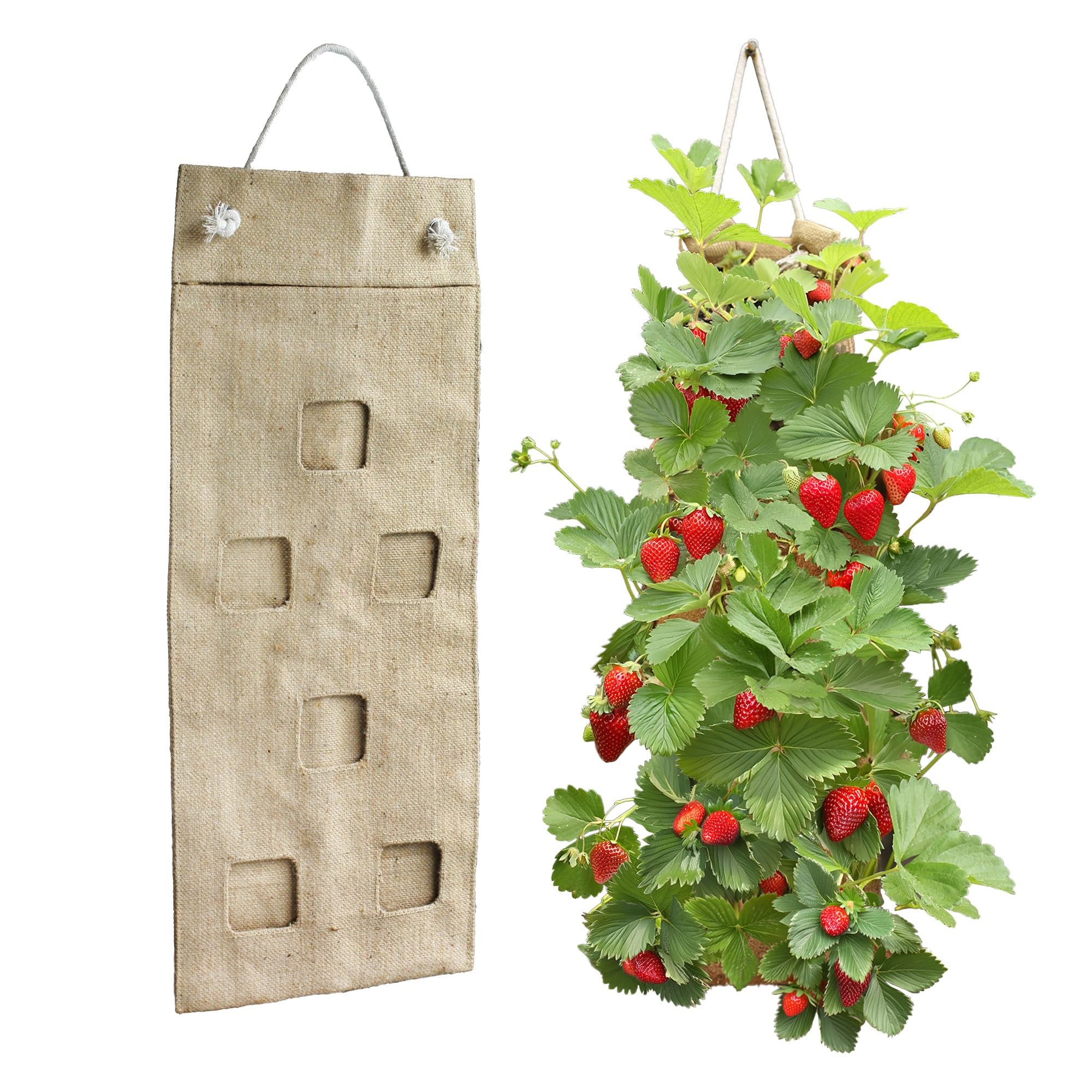 HANG & GROW Canvas Hanging Bag – 6 Holes (2" Each) with 10 Everbearing Strawberries – Ideal f... | Amazon (US)