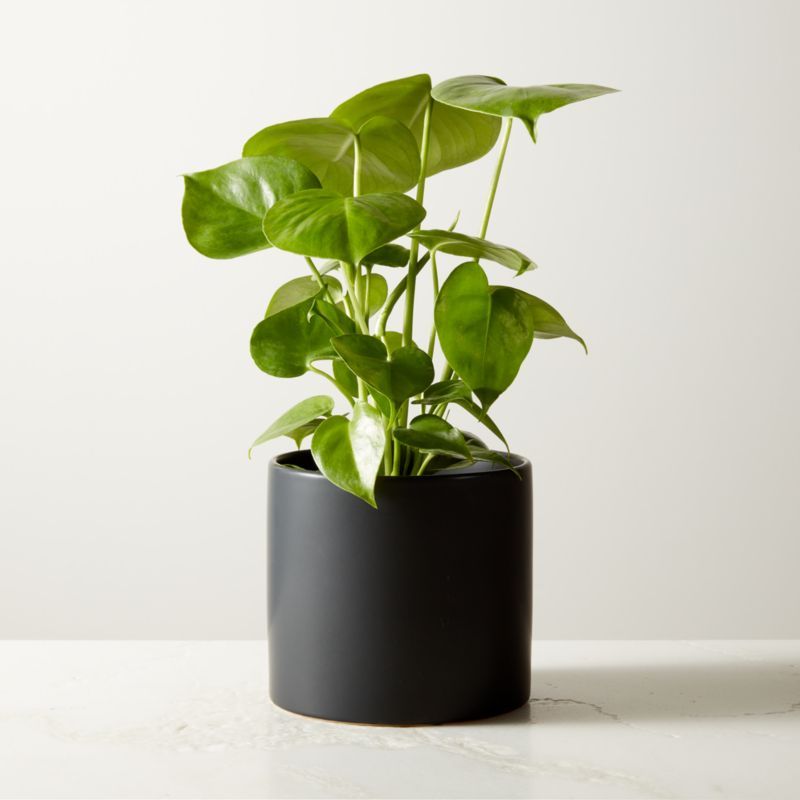 Small Monstera Plant 6" in 6'' Black Ceramic Pot | CB2 | CB2