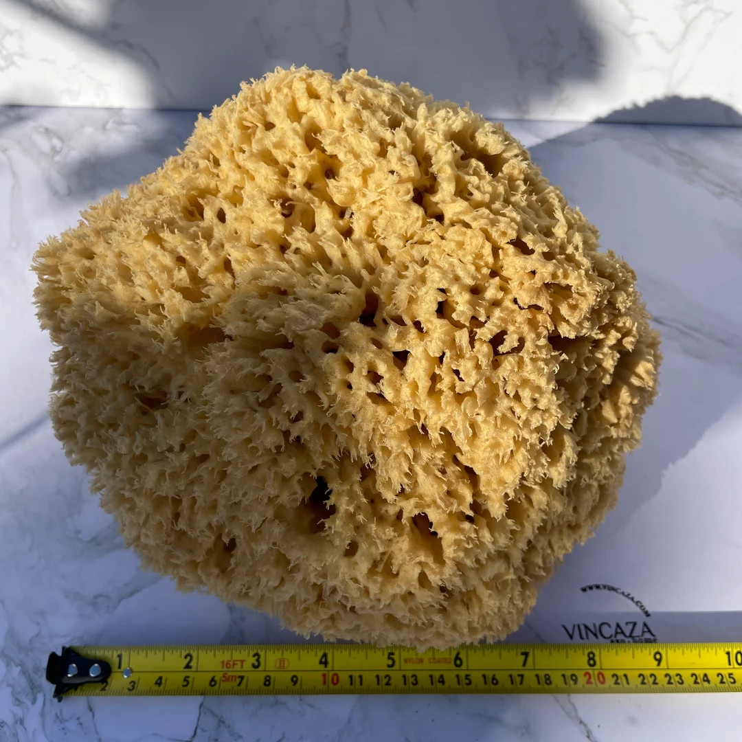 18-20CM Sea Sponges From the Ocean - Natural Sponge XXL (18-20cm) - Etsy UK | Etsy (US)