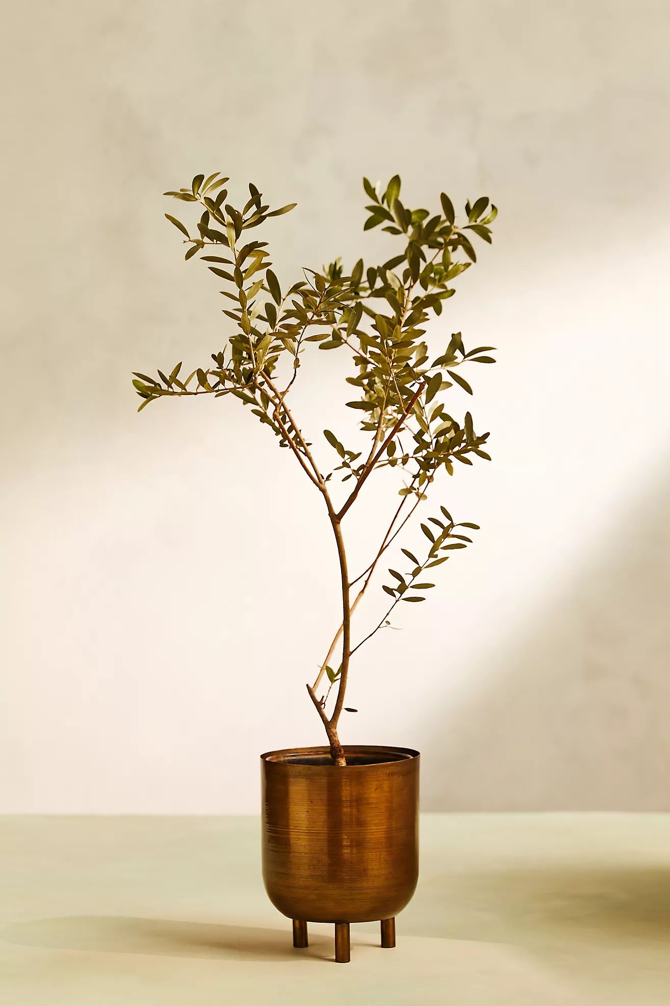 Arbequina Olive Tree, Metal Pot | Anthropologie (US)
