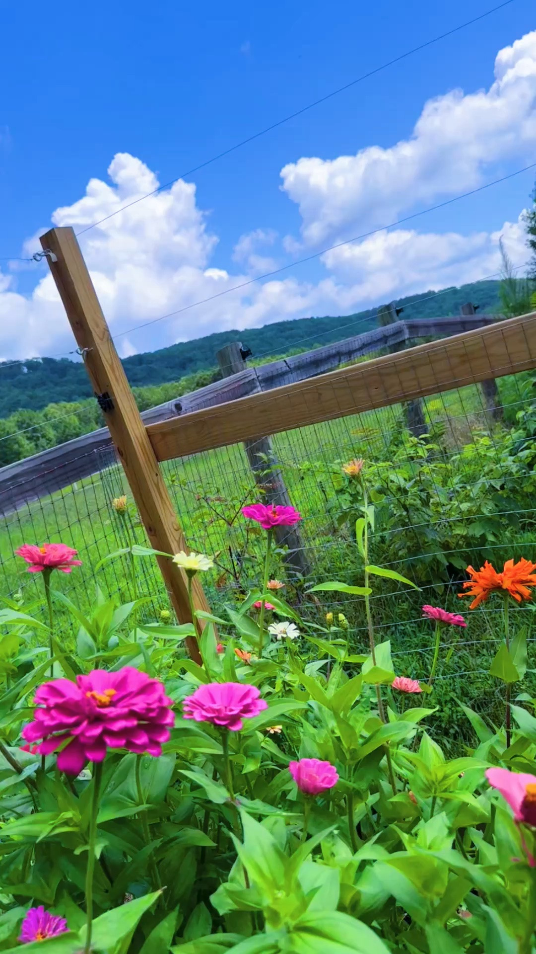 And look at all of our beautiful blooming zinnias - eek so happy!!! 💐🌸