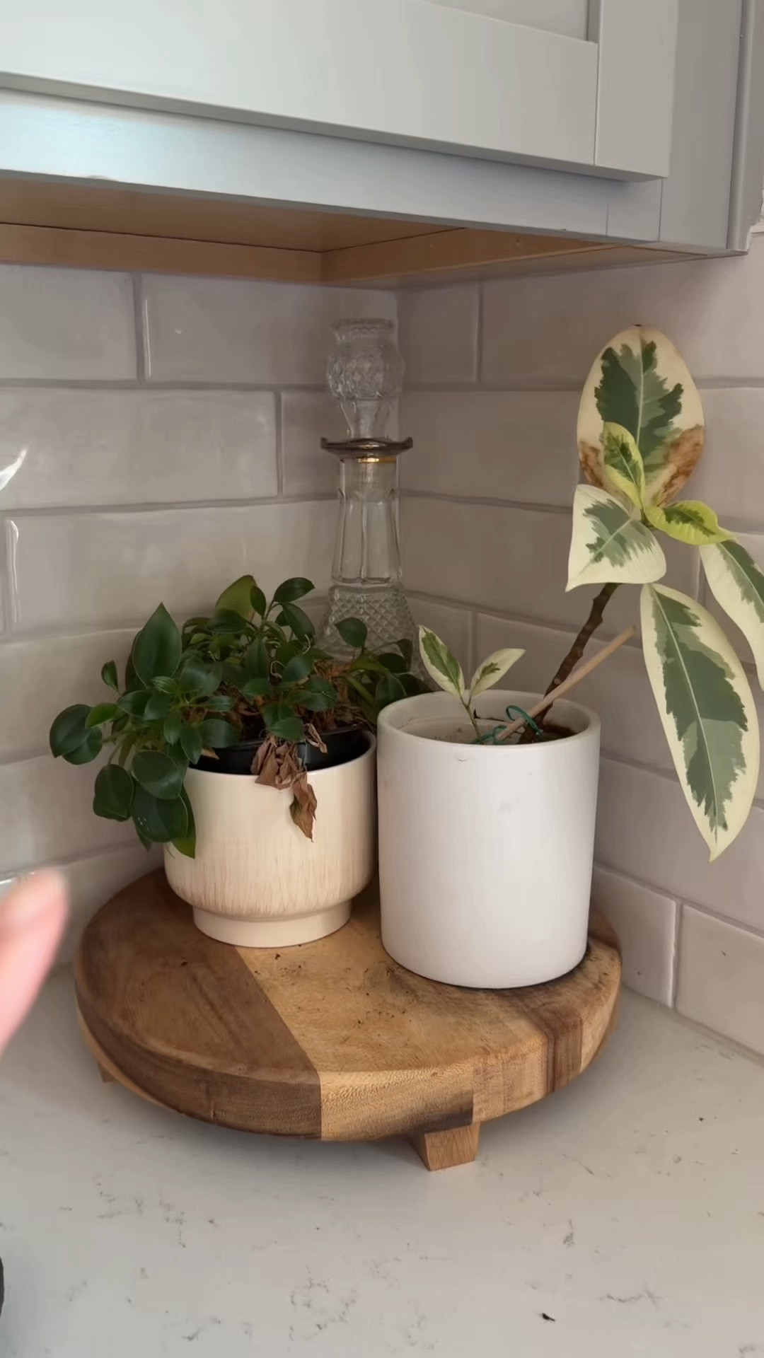 Turns out the problem might not have been my plants... 🌿😅 

They just weren't getting enough light. Hoping these smart grow lights help bring them back to life.

* indoor grow light
* smart grow light
* grow light for indoor plants
* indoor plant care
* low light houseplants
* houseplant rescue
* plant care tips
* AeroGarden
* home decor finds

#LTKHome #LTKOver40