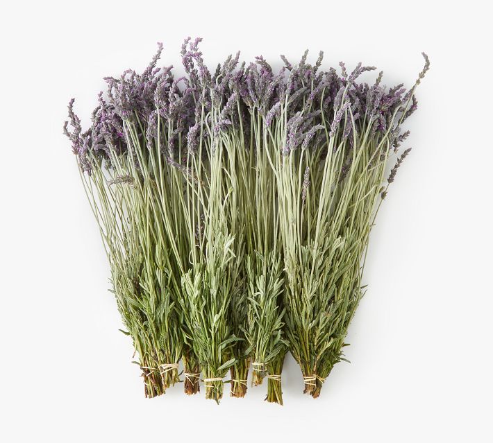 Live Lavender Bunches | Pottery Barn (US)