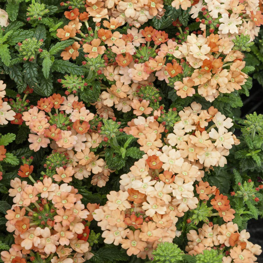 Outsidepride 1000 Seeds Annual Apricot Verbena Compacta Ground Cover Seeds for Planting | Amazon (US)