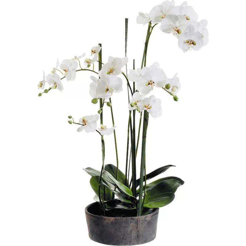 Faux Phalaenopsis Orchids with Clay Pot | Wayfair North America