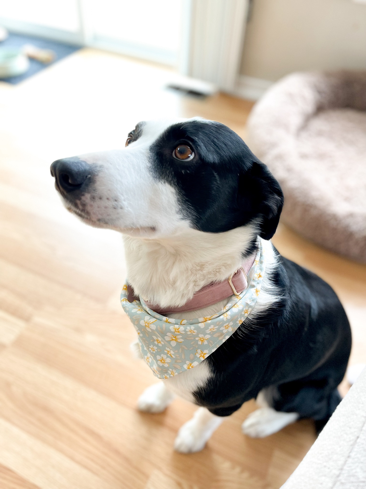 cute spring bandana 🐶🌸 

#LTKSeasonal #LTKfamily #LTKfindsunder50