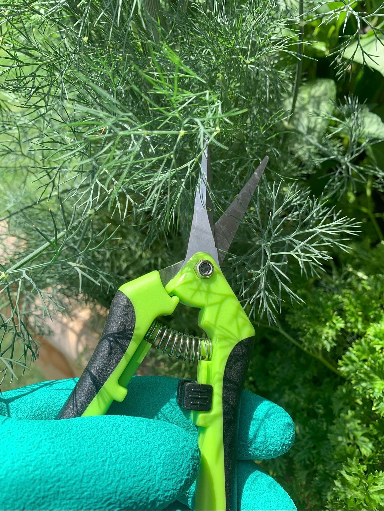 If you are a gardener or love working outside with your herbs and flowers, good shears are necessary. 🪏💐🪴🌸🌹👩🏽‍🌾 
#shears #gardening #outdoors

#LTKdayinmylife