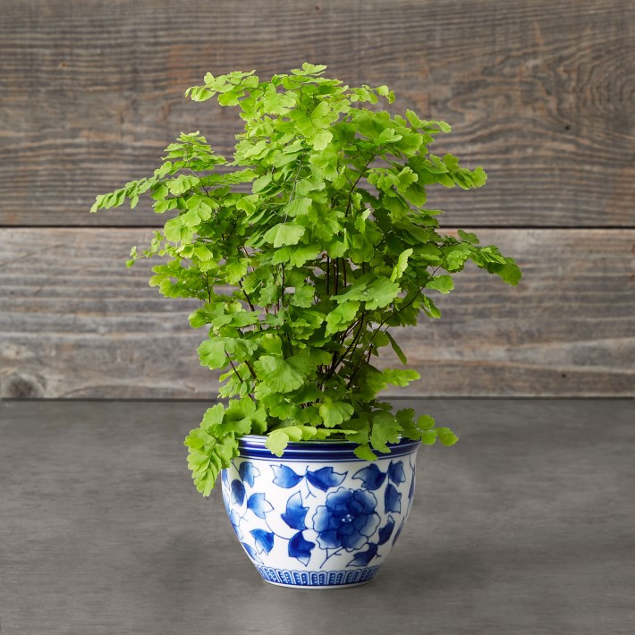 Blue & White Ceramic Mini Planter | Williams-Sonoma