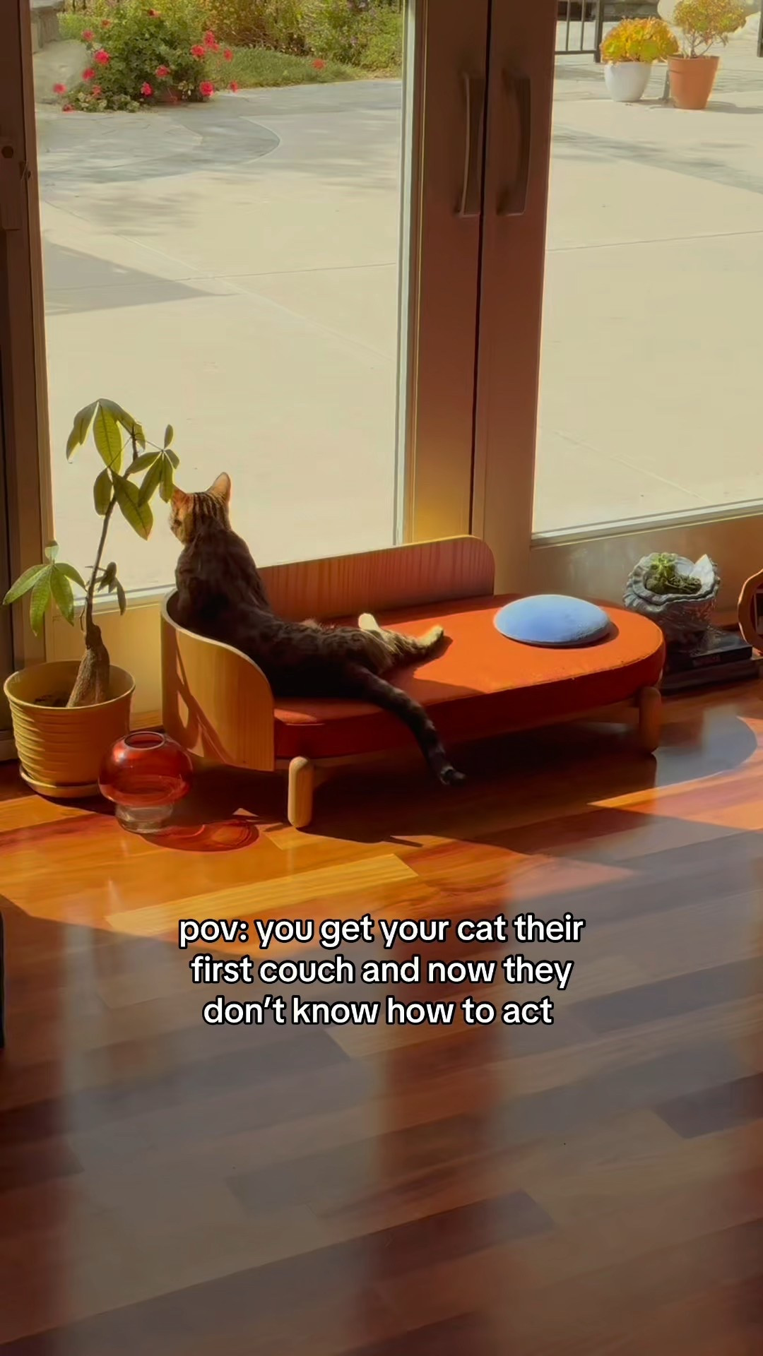 aesthetic cat furniture couch sofa 🛋️🐱
 cute pet furniture #petbed #petfurniture #catbed #catfurniture #cats #catlover #cutecat 

#LTKHome #LTKPets