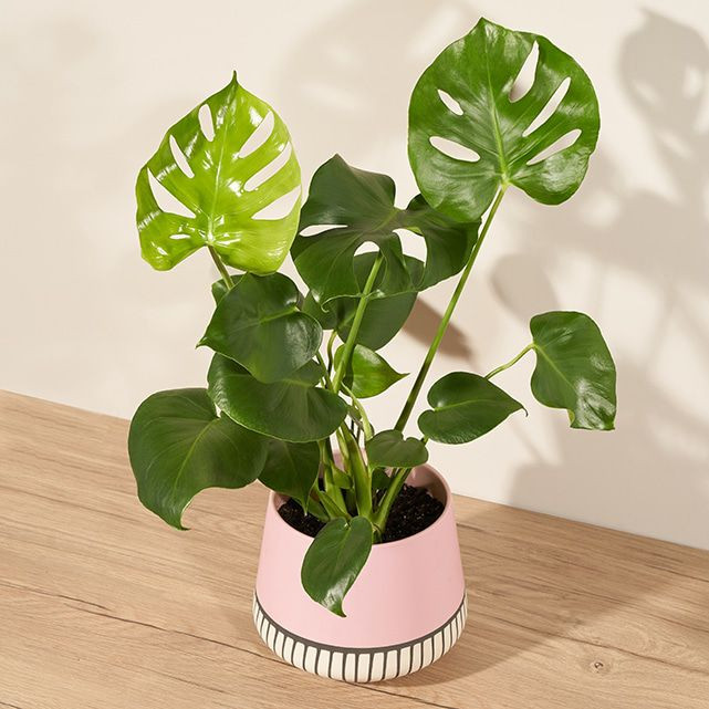 Monstera Magic | The Bouqs