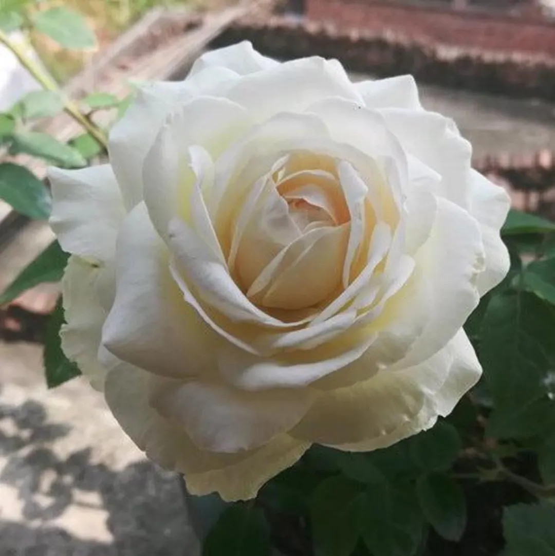 Princess Miyuki 美雪公主 (japan), 1 Gallon - Etsy | Etsy (US)