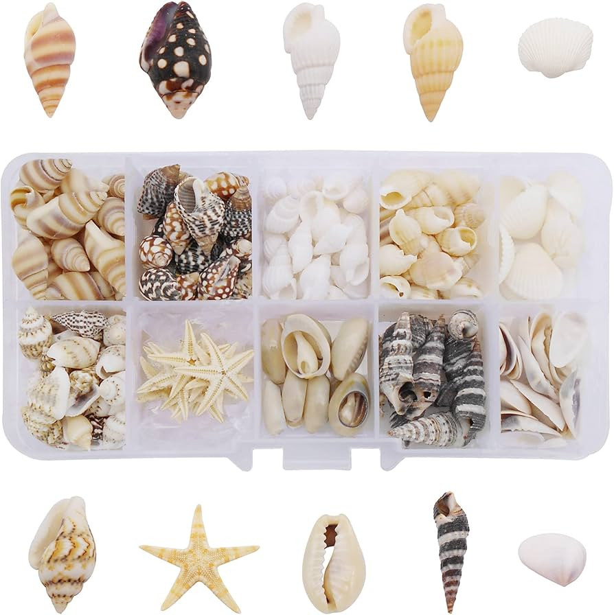 1 Box 200PCS Sea Shell Starfish Conch Tiny Seashells Cowries for Ocean Beach Theme Wedding Party ... | Amazon (US)