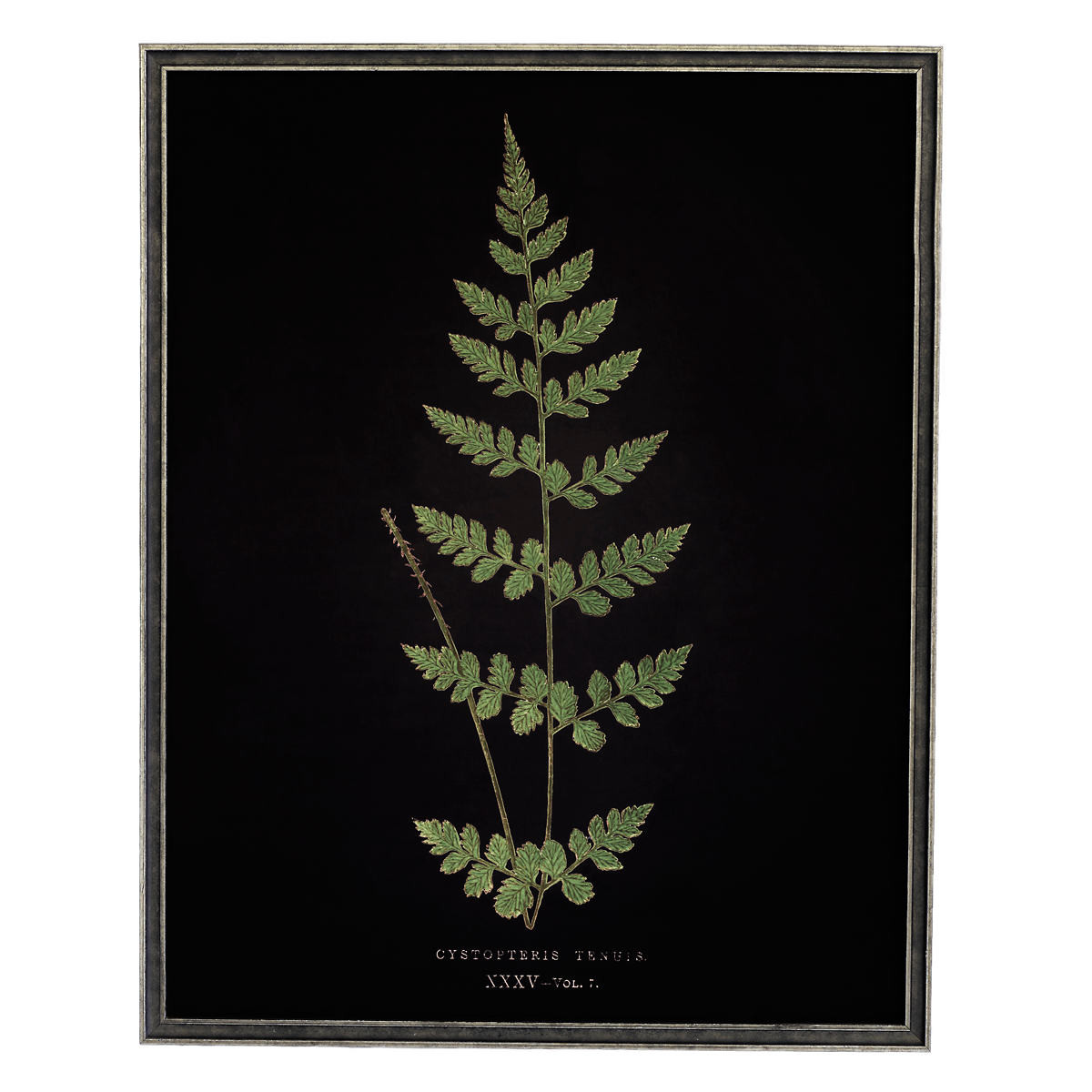 Vintage Fern 4 Wall Art | Annie Selke