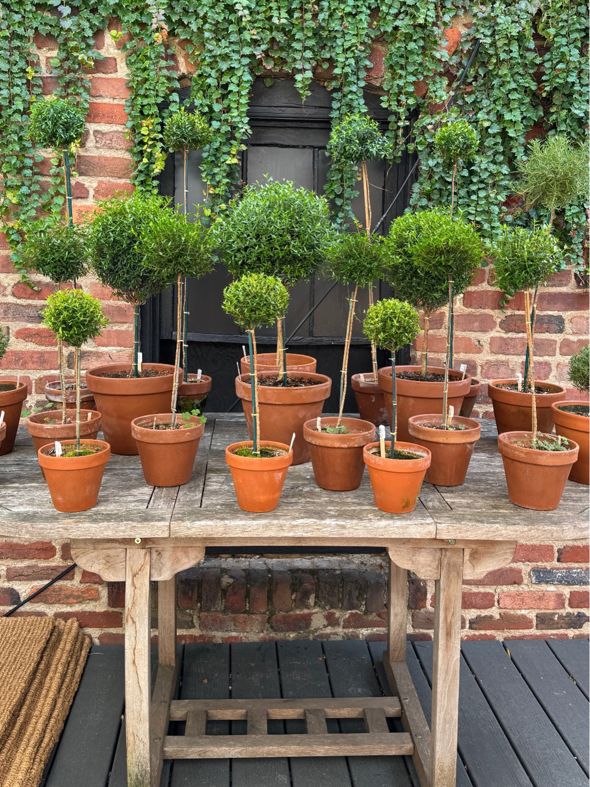 Myrtle Topiary

#LTKSeasonal #LTKhome #LTKfindsunder50