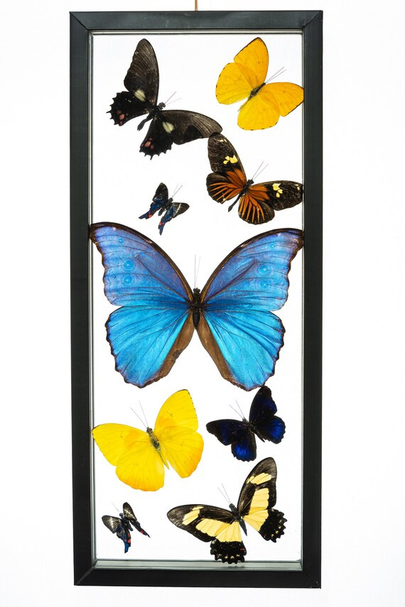 9 Count Real Framed Butterflies (16x7) 1 Morpho 8 mixed butterflies | Etsy (US)