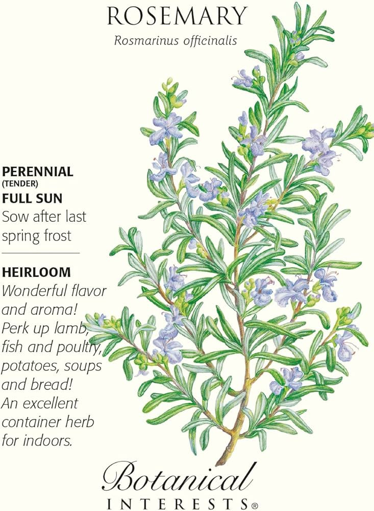 Rosemary - 30 Seeds - Heirloom/Perennial | Amazon (US)