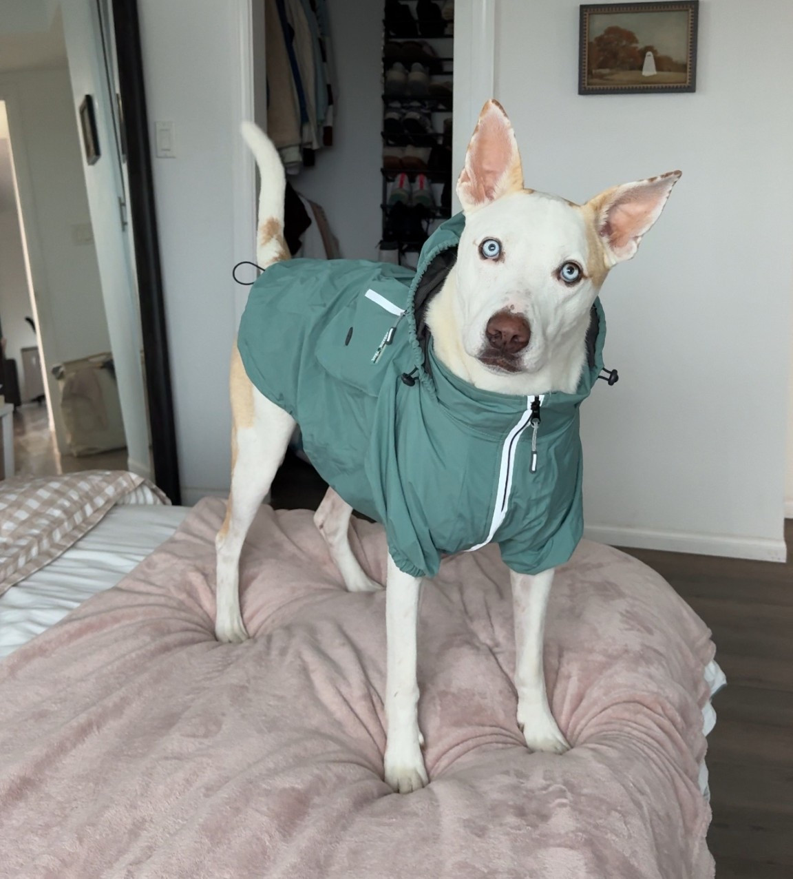 Same jacket but In a different color 