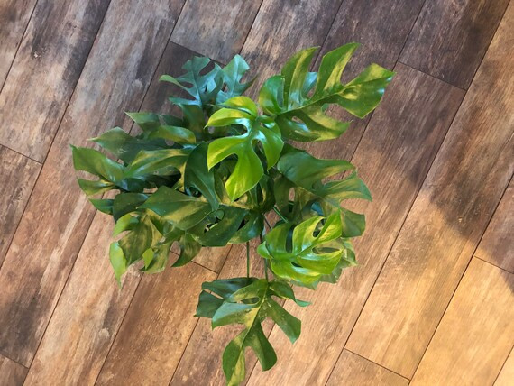 Rhaphidophora tetrasperma aka: Mini Monstera or Monstera Ginny  /4 inch  or 6 inch pot/  FREE SHI... | Etsy (US)