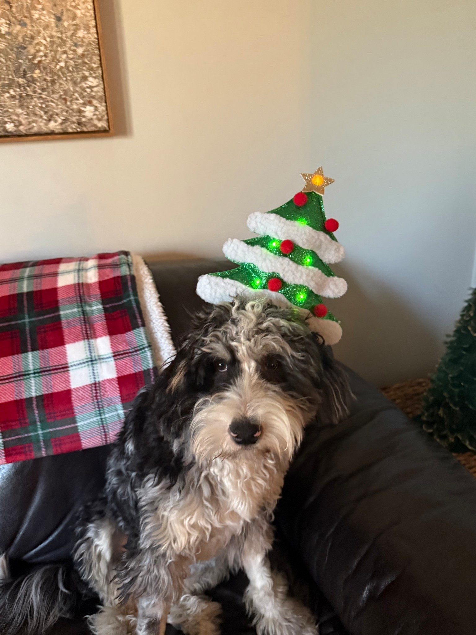 Christmas pup 🥹



#LTKSeasonal #LTKCyberWeek #LTKHoliday