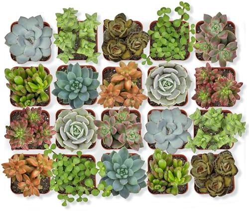 Altman Plants, Live Succulent Plants (20 Pack) Assorted Potted Succulents Plants Live House Plant... | Amazon (US)