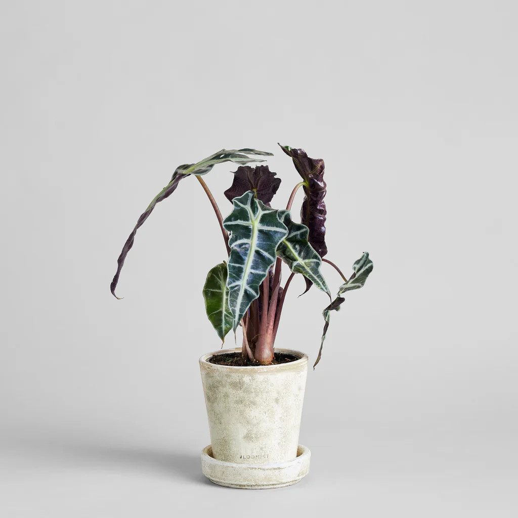 Alocasia | Bloomist