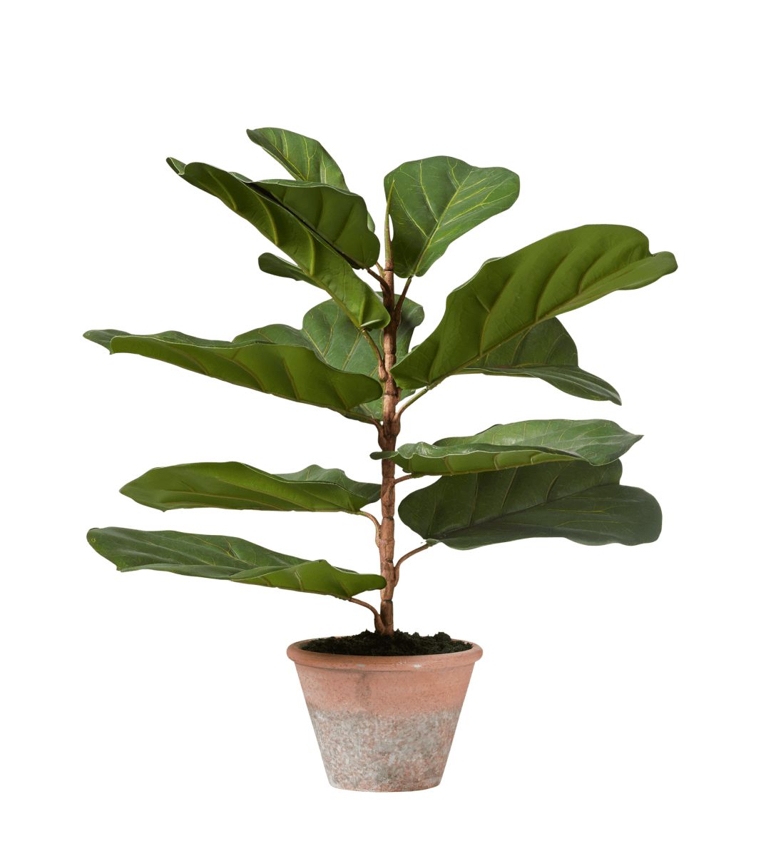 Miniature Faux Fiddle Plant - Green | OKA UK