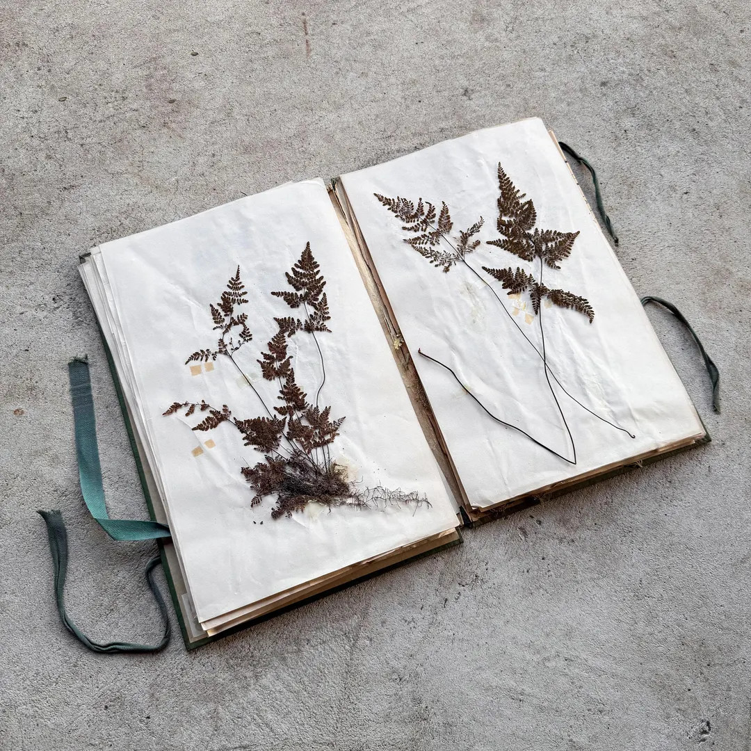 Vintage 50s 1950s Herbarium Book Plant Specimen Natural History Naturalia Collection Decor Botani... | Etsy (US)