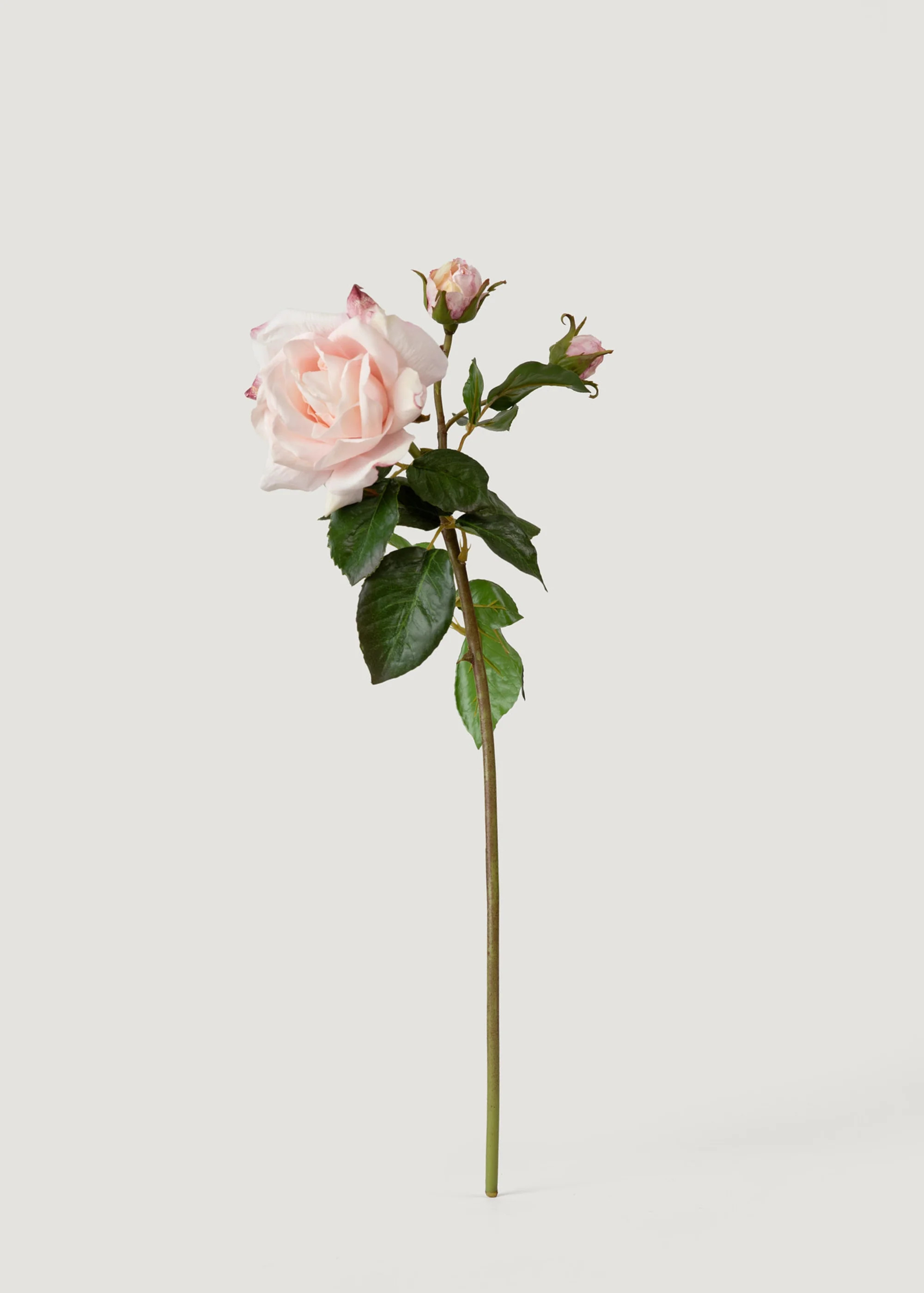 Soft Pink Real Touch English Rose | Elevated Faux Flowers at Afloral | Afloral