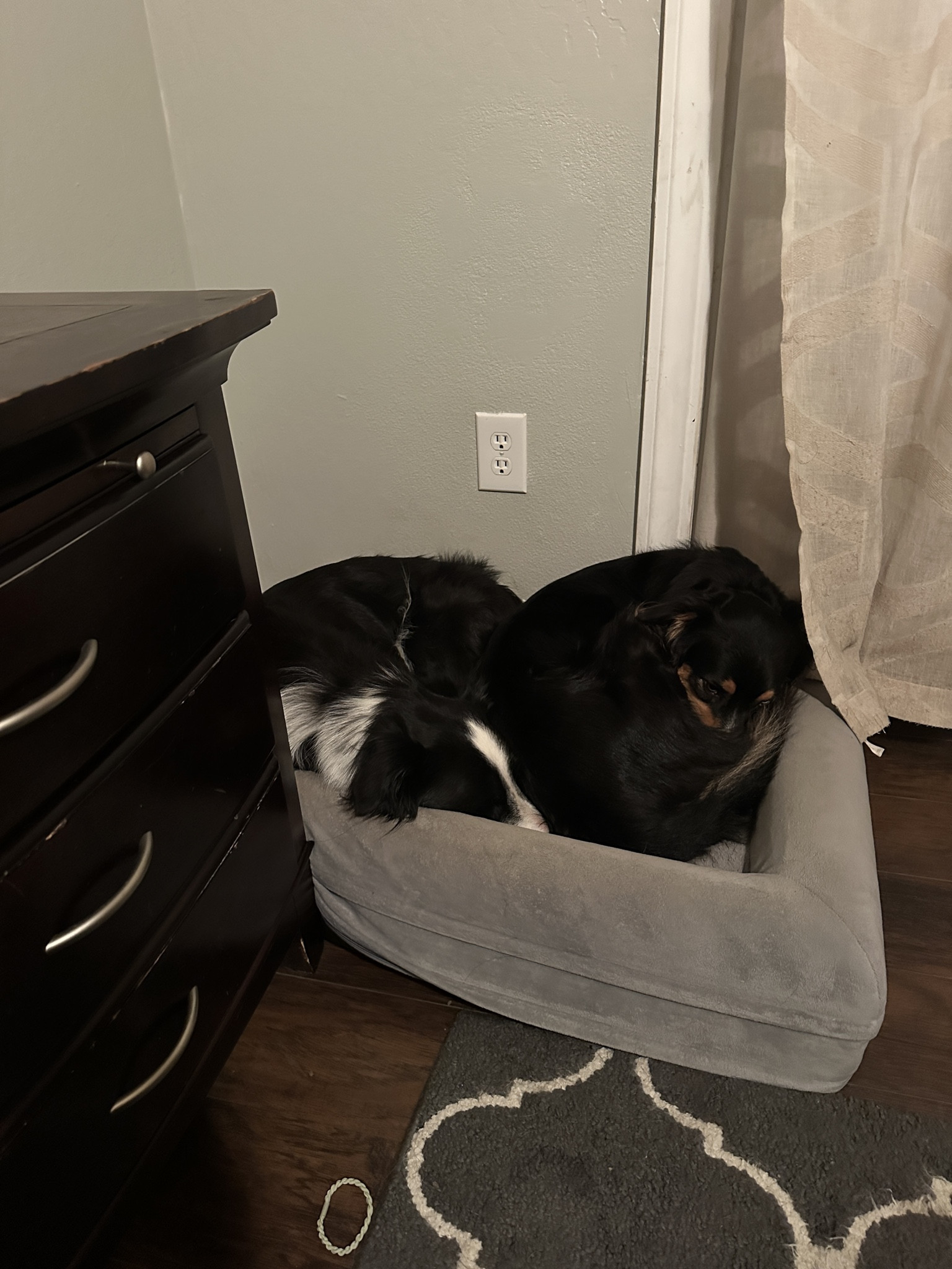 Why use the other bed when you can snuggle together?
.

.

.

.
Herding Dogs
Dog Mom
Border Collie
Australian Shepherd
Dog Bed

#LTKvlog #LTKmomlife #LTKdayinmylife