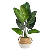 4ft. Travelers Palm Artificial Tree in Boho Chic Handmade Cotton & Jute White Woven Planter | Amazon (US)