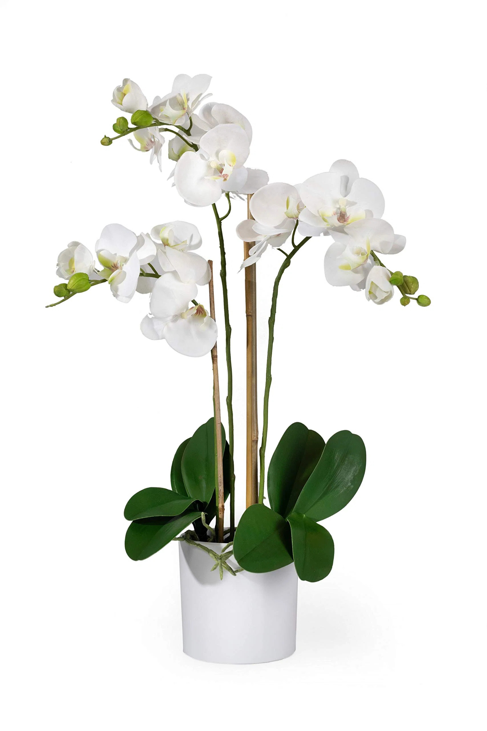 Keira Orchids Floral Arrangement in Pot | Wayfair North America