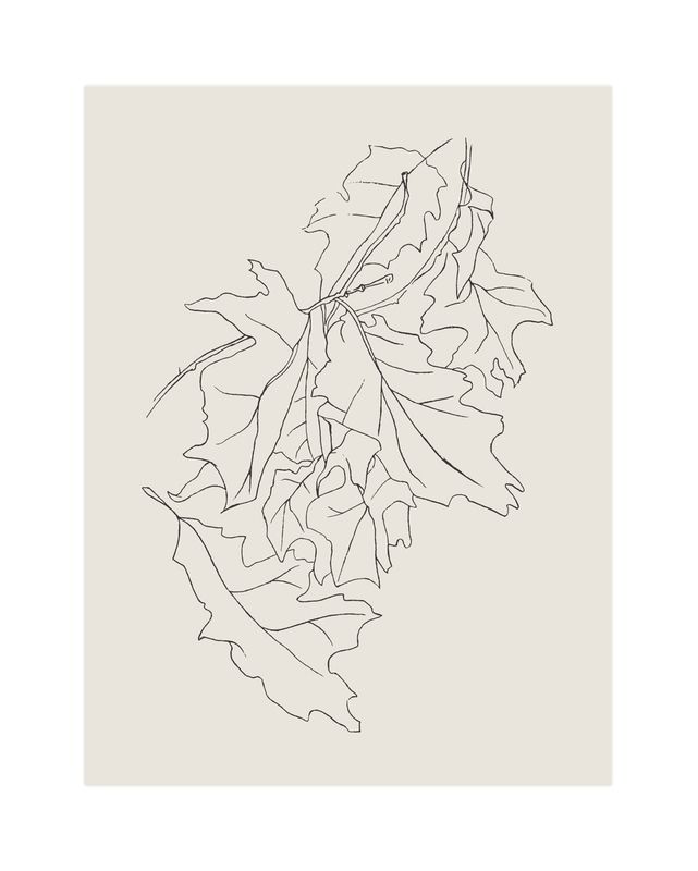 "Oak Leaf Study" - Drawing Art Print by Lorent and Leif. | Minted